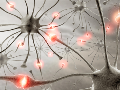 Treating epilepsy and brain traumas by neurotransmitters